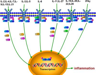 Frontiers | The Potential Roles Of JAK/STAT Signaling In The ...